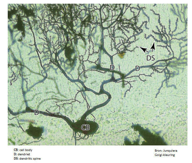 <p>= uitlopers van perikaryon, meestal sterk vertakt (zoals takken van een boom)</p><ul><li><p>verschil met axon:</p><ul><li><p>dendrieten worden dunner bij elke vertakking</p></li></ul></li><li><p>arborisatie van dendrieten</p><ul><li><p>zorgt ervoor dat neuron contact kan maken met duizenden uitlopers van axonen (axon terminals) afkomstig van andere neuronen</p><ul><li><p>bv. Purkinje-cellen in cerebellaire cortex: kunnen synaps maken met 200.000 axonterminals</p></li></ul></li></ul></li><li><p>gemmulae = dendritic spines</p><ul><li><p>kleine uitstulpingen op de plaats waar dendrieten synaps vormen met axonterminals</p></li><li><p>tonen grote plasticiteit</p></li><li><p>belangrijk voor neurale plasticiteit nodig voor:</p><ul><li><p>adaptatie</p></li><li><p>leergedrag</p></li><li><p>geheugen</p></li></ul></li></ul></li></ul><p>→ dendrieten bevatten geen GER of secretievesikels met neurotransmitters, wel RER, microtubuli &amp; neurofilamenten</p>