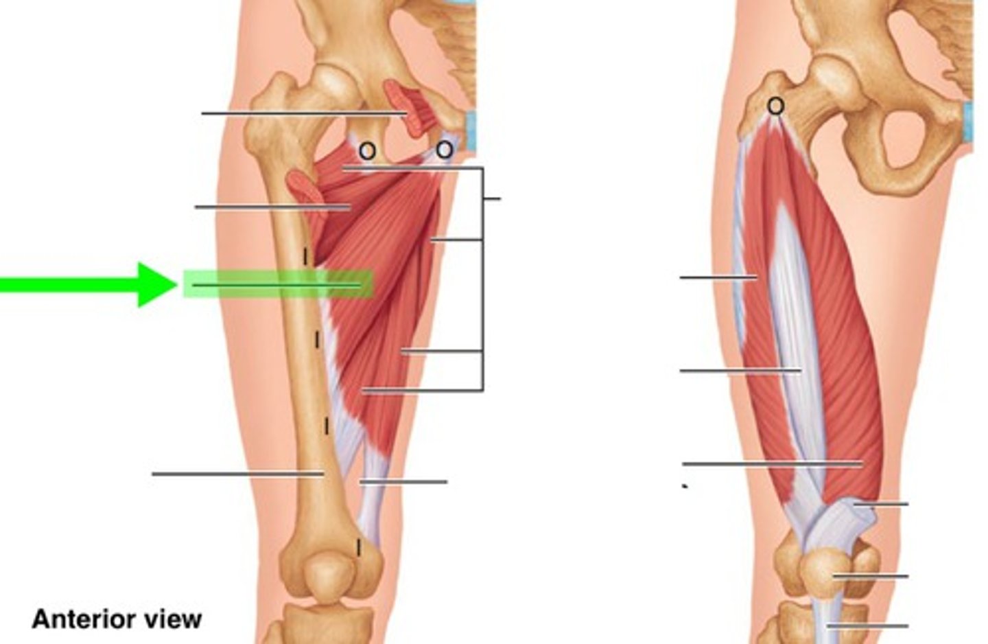 <p>What muscle is this?</p>