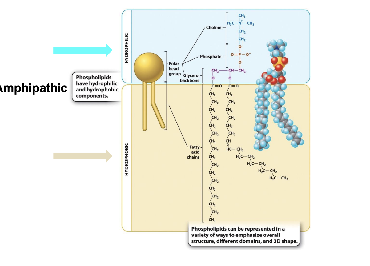 <p></p><ul><li><p><span style="background-color: inherit; line-height: 19.55px; color: windowtext;"><span>Amphipathic: both hydrophilic and hydrophobic</span></span><span style="line-height: 19.55px; color: windowtext;"><span>&nbsp;</span></span></p><ul><li><p class="Paragraph SCXO232232596 BCX0" style="text-align: left;"><span style="background-color: inherit; line-height: 19.55px; color: windowtext;"><span>Hydrophilic head</span></span><span style="line-height: 19.55px; color: windowtext;"><span>&nbsp;(polar):</span></span></p><ul><li><p class="Paragraph SCXO232232596 BCX0" style="text-align: left;">Choline + phosphate + glycerol backbone</p></li></ul></li><li><p class="Paragraph SCXO232232596 BCX0" style="text-align: left;"><span style="background-color: inherit; line-height: 19.55px; color: windowtext;"><span>Hydrophobic tail</span></span><span style="line-height: 19.55px; color: windowtext;"><span>&nbsp;</span></span></p><ul><li><p class="Paragraph SCXO232232596 BCX0" style="text-align: left;">Fatty acid chain</p></li><li><p class="Paragraph SCXO232232596 BCX0" style="text-align: left;">nonpolar → do not form hydrogen bonds with water</p></li></ul></li><li><p class="Paragraph SCXO232232596 BCX0" style="text-align: left;"><span style="background-color: inherit; line-height: 19.55px; color: windowtext;"><span>Way to build stable larger structure --&gt; assemble with peers</span></span><span style="line-height: 19.55px; color: windowtext;"><span>&nbsp;</span></span></p></li><li><p class="Paragraph SCXO232232596 BCX0" style="text-align: left;"><span><span>spontaneously arrange themselves into various structures in which the polar head groups on the outside interact with water and the nonpolar tails come together on the inside away from water. </span></span></p><ul><li><p class="Paragraph SCXO232232596 BCX0" style="text-align: left;"><span><span>results from the tendency of polar molecules like water to exclude nonpolar molecules or nonpolar groups of molecules.</span></span></p></li></ul></li></ul></li></ul><p></p>