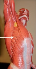 <p>side, fan shaped, multi ended muscles, Protract and hold scapula against chest, rotates scapula</p>