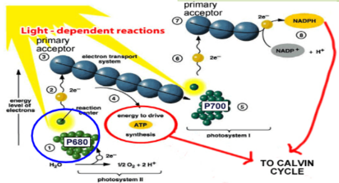 <ul><li><p>photosystem 1: most efficient at wavelength 700 nm</p></li><li><p>photosystem 2: most efficient at wavelength 680 nm</p></li><li><p>work together during non-cyclic electron transfer → non-cyclic phosphorylation</p><p></p></li></ul>