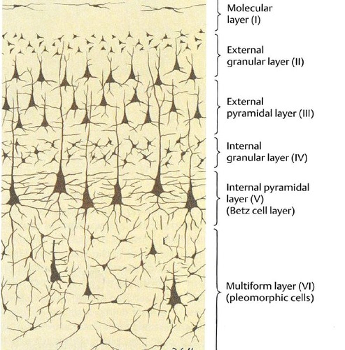 <p>It has 6 layers and makes up about 95% of the cortex.</p>