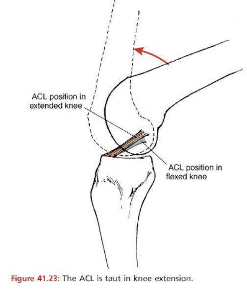 <ul><li><p>A portion of the ACL is<strong><u> ALWAYS </u></strong>taut throughout the entire knee ROM. </p></li><li><p>However, the ACL is most-lax in 80-90º of knee flexion. </p></li><li><p>The ACL is most taut in full knee extension. </p></li></ul><p></p>