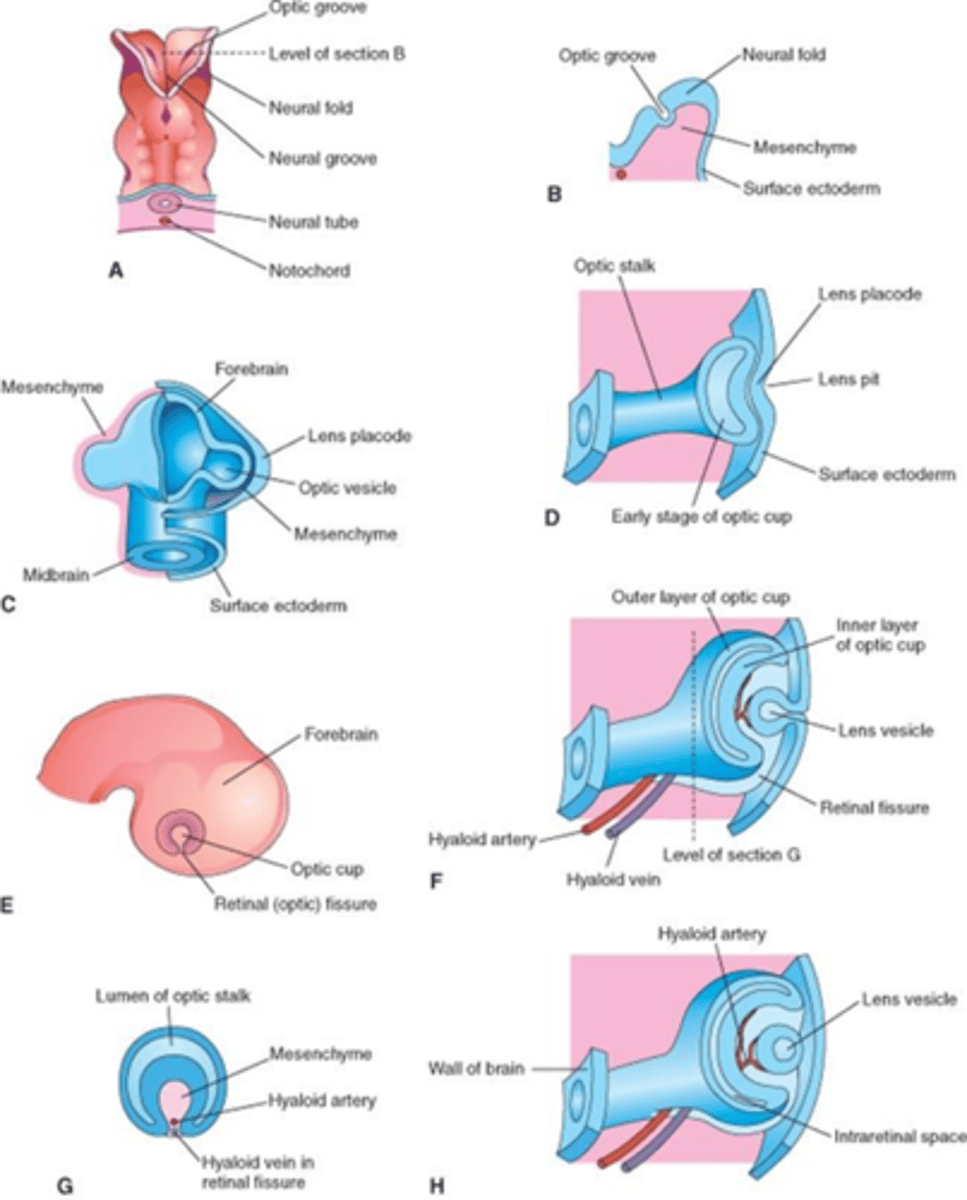 <p>&gt; emerges beneath optic vesicle + a fissure (choroidal fissure) opens up to allow it to enter the eye</p><p>&gt; this supplies the developing lens with nutrients</p>
