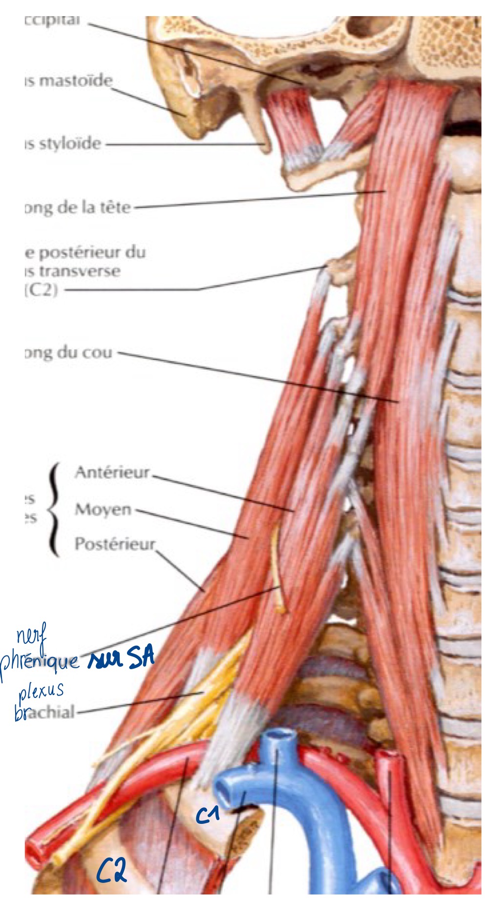 <p>antérieur : C3-C6 (ant) côte 1 ( ! passe devant le plexus brachial et l’artère subclavière)</p><p>moyen: C2-C7 (post) côte 1</p><p>postérieur: C4-C6 (post) côte 2</p>