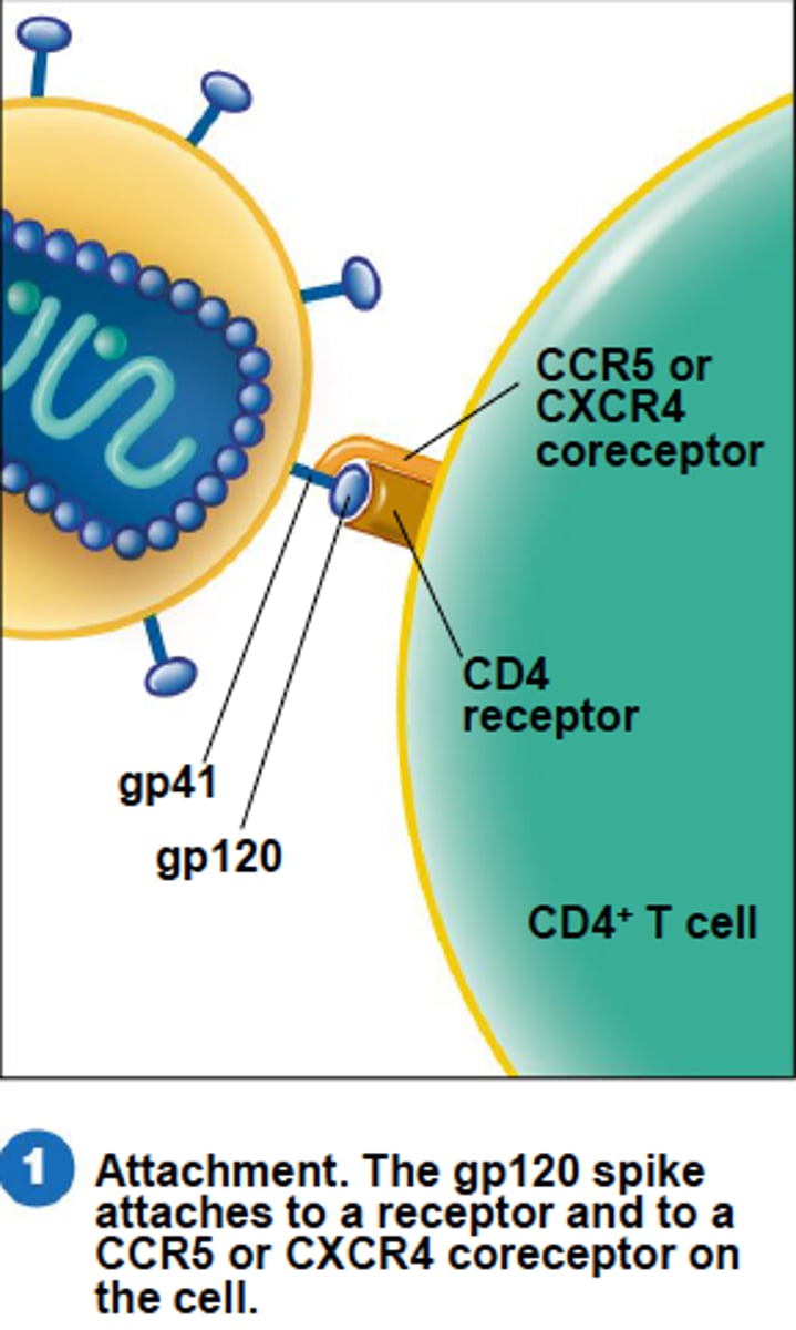 <p>viruses have a receptor-binding protein on their surface</p><p>binds to receptor on host cell surface (viruses exploit the normal function of the receptor)</p><p>Very Specific and Very Strong</p><p>Viruses only infect particular types of cells</p>