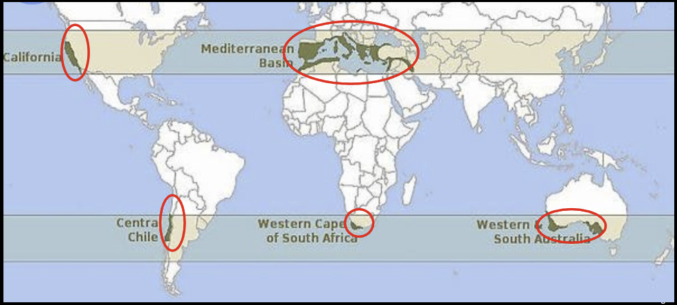 <ul><li><p>Mid-latitudes (30° to 50° N &amp; 30° to 40° S)</p></li><li><p>Only in 5 regions</p></li><li><p>W side of continents w/ westerly winds</p></li></ul><p></p>
