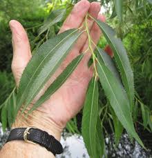 <p>Leaf shape?</p>