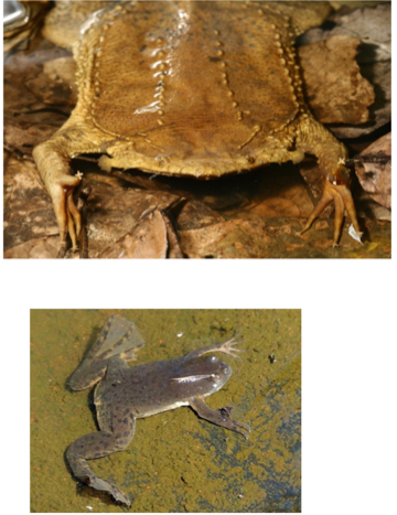 <p><span>Pipidae - Aquatic tongueless frogs</span></p>
