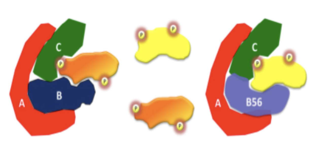 <p>PP-2A is a trimer with A (scaffold), B (regulatory), and C (catalytic) subunits</p><ul><li><p>There are many different B subunits that determine what gets phosphorylated and where.</p></li></ul><p></p>