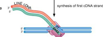 <p><span style="color: #NaNNaNNaN">poly-t sequence of target DNA serves as template for RT activity to generate cDNA of retrotransposon </span></p>