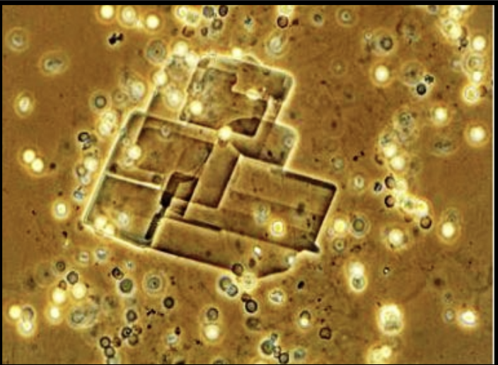 term image