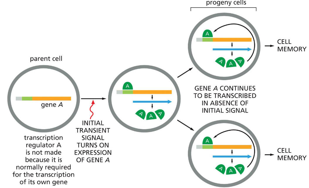 <p>how positive feedback loops can be used to create cell memory</p>
