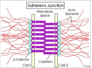 <p>What are adherens junctions (zonula adherens) and how do they work?</p>