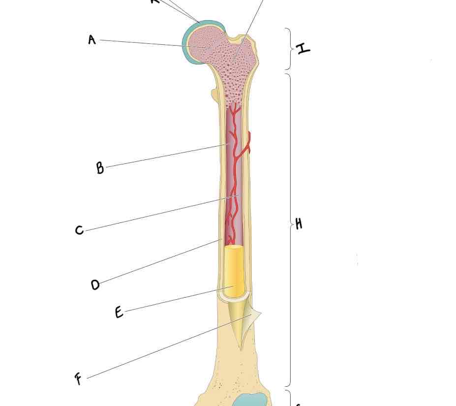 <p>What structure of the long bone is labeled D?</p>