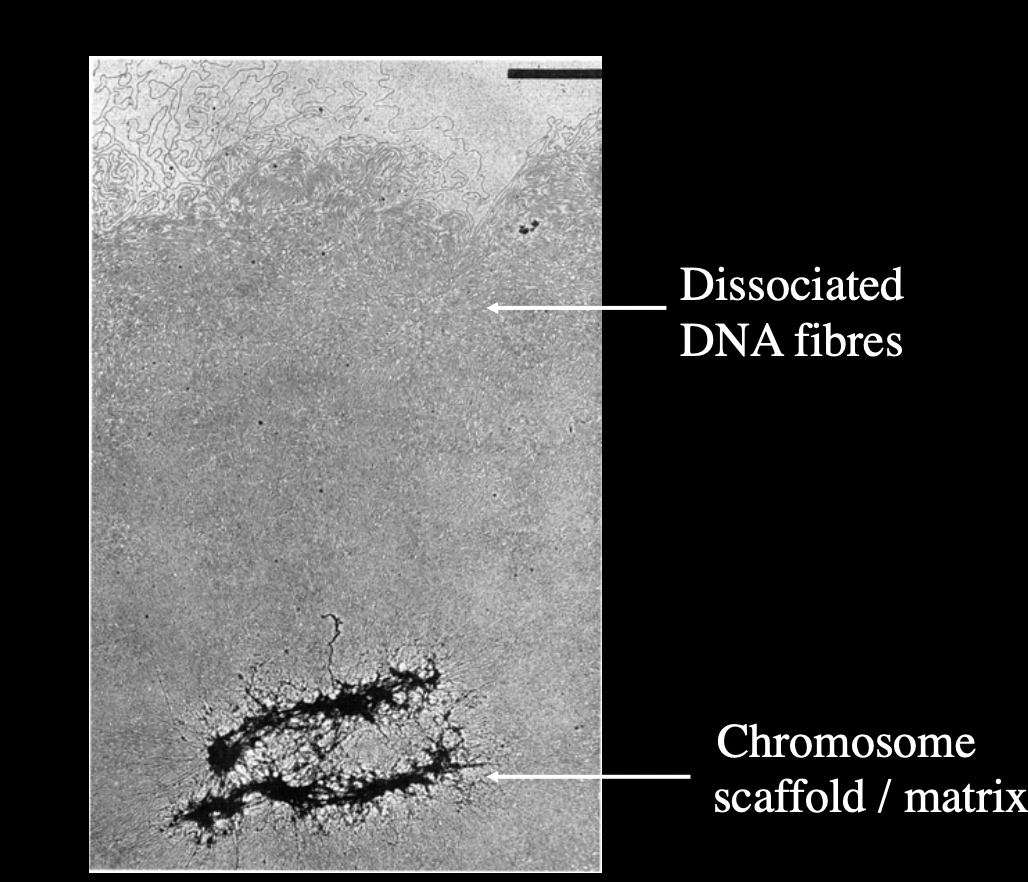 <ul><li><p>shows evidence that there is a scaffold</p></li><li><p>but not completely confirms how the scaffold works</p></li></ul><p></p>