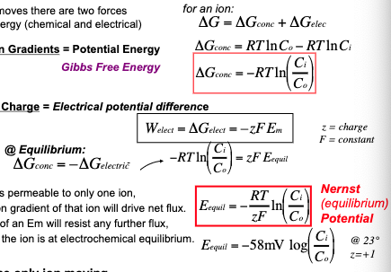 When an ion moves there are two forces of potential energy (chemical and electrical)

Concentration Gradients = Potential Energy / Gibbs Free Energy

Separation of Charge = Electrical potential difference

at Equilibrium deltaGconc=-deltaGelectric

Id a membrane is permeable to only one ion, the concentration gradient of that ion will drive net flux. The generation of an Em will resist any further flux, and at that point the ion is at electrochemical equilibrium

If the K+ is the only ion moving…the membrane potential would be mostly equal to the equilibrium potential for K+