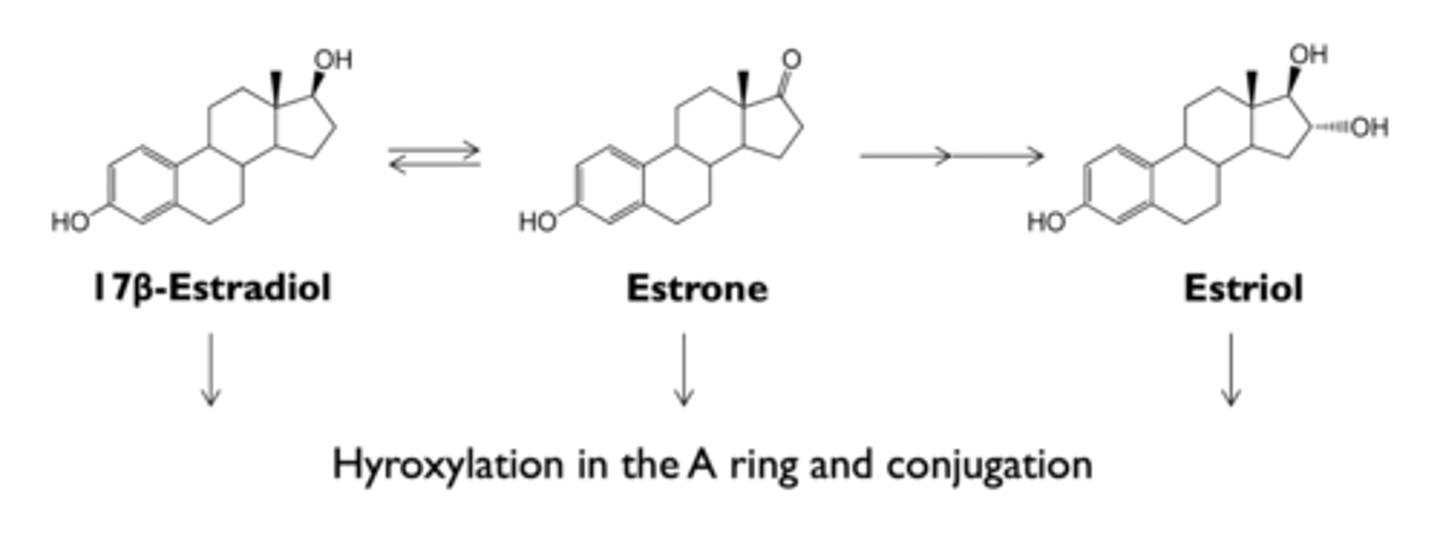 <p>- conjugated estrogens in bile can be hydrolyzed in intestine and reabsorbed (enterohepatic circulation)</p><p>- orally administered estrogens have a high ratio of hepatic to peripheral effects; can be avoided by using routes that avoid first-pass liver exposure</p>