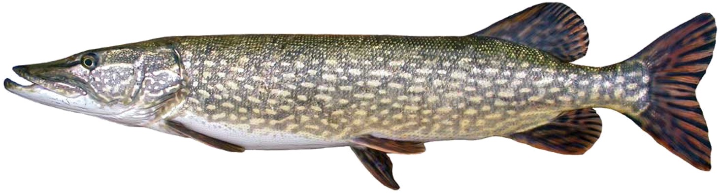 <p><span>Esocide;</span></p><p><span>Northern Pike;</span></p><p><span><span>Esox lucius</span></span></p>