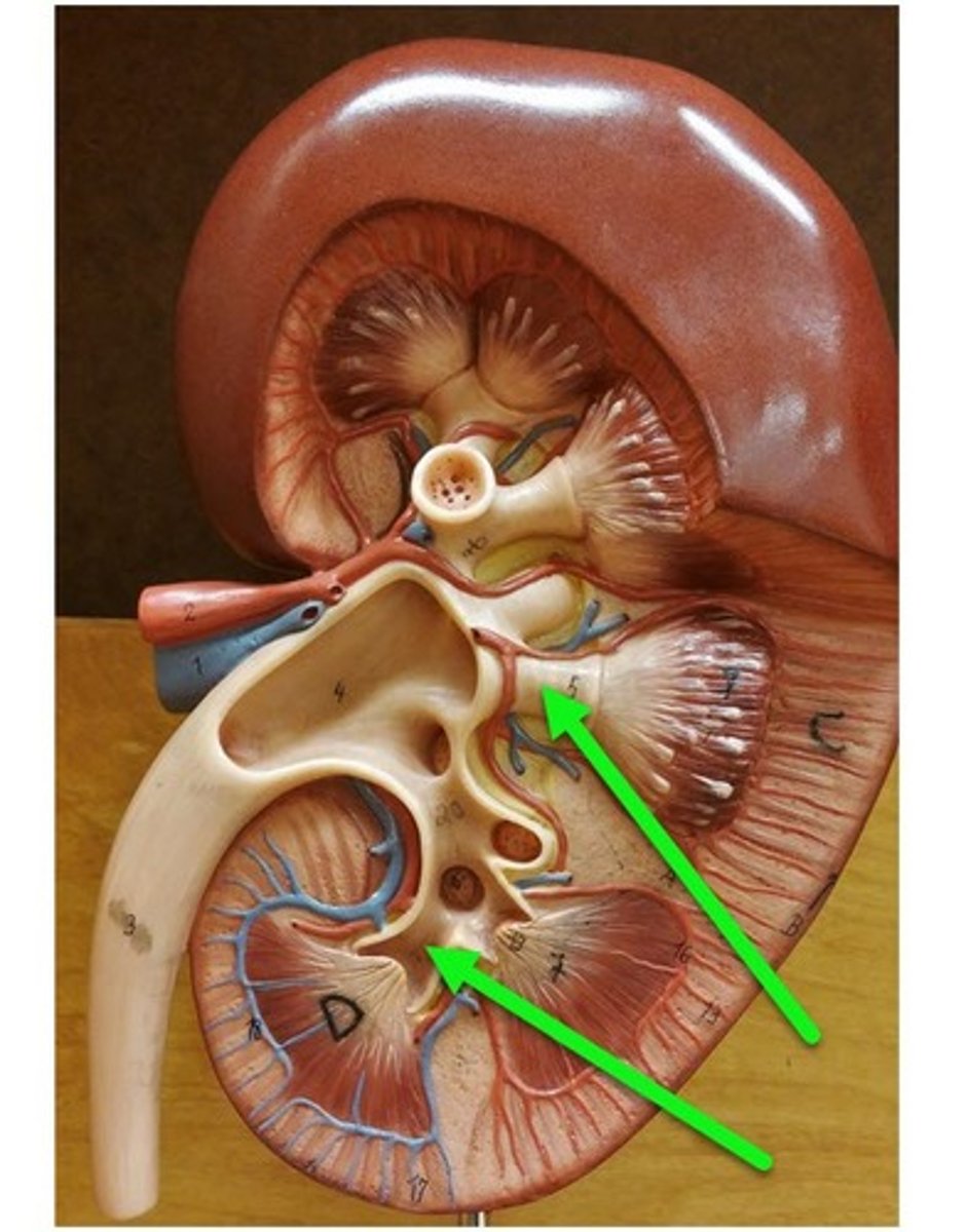 <p>cup-shaped tube around a single renal papilla</p>