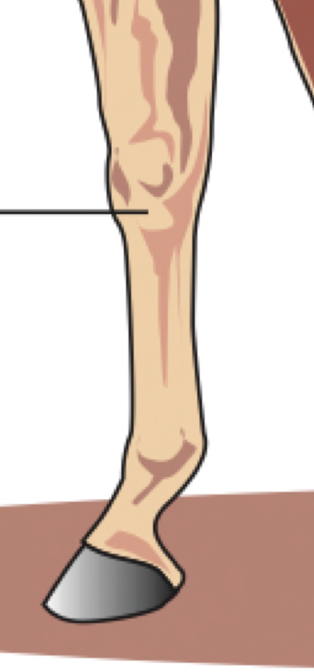 knee (carpus)