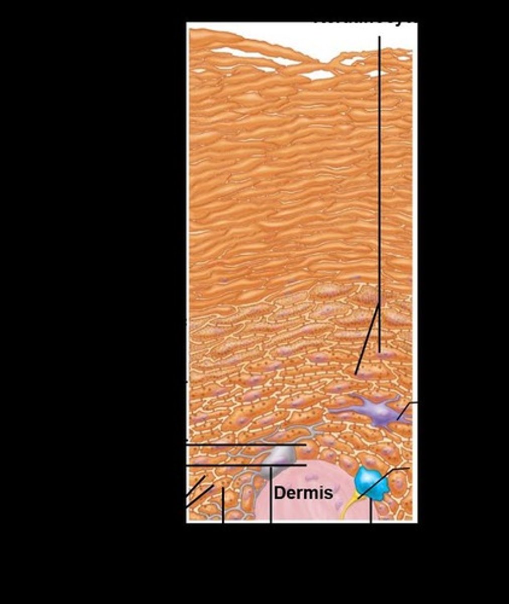 <p>Underlies the epidermis and is mostly fibrous connective tissue.</p>