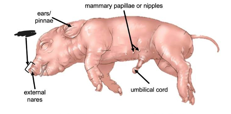 <p>The external structure located on the head region of a fetal pig.</p>