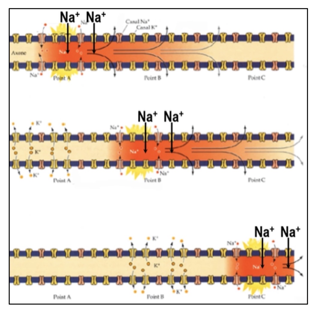 <p>De proche en proche, c'est la conduction électronique.</p>