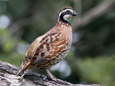 <p>Northern Bobwhite</p>