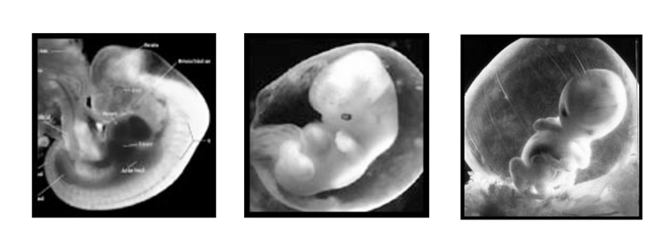 <ul><li><p>3-8 weeks; most important and critical stage, when the heartbeat begins, the brain is developing, and the body is recognizable (essentially all major organs develop)</p></li><li><p>4th week is when the neural chord appears</p></li><li><p>referred to as EMBRYO (most vulnerable to hazards)</p></li></ul>