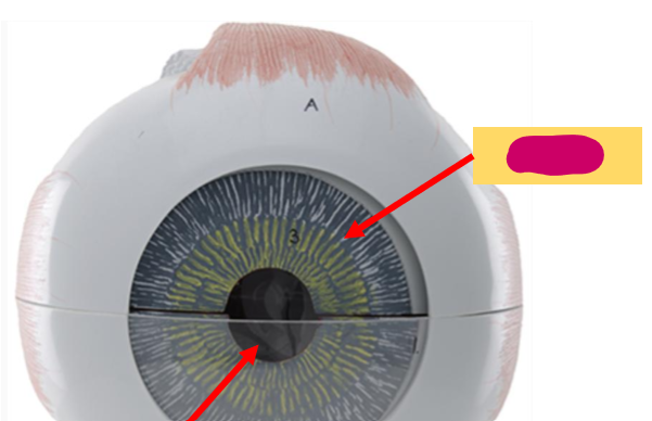 <p>What is this part of the eye?</p>