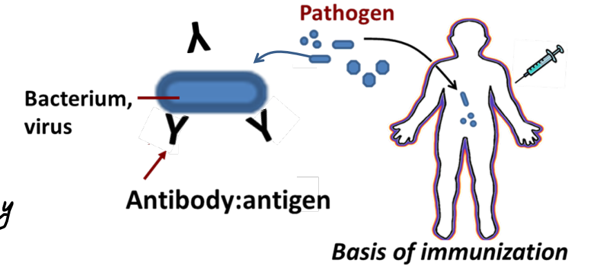 <p>cross-reacting antigens</p>