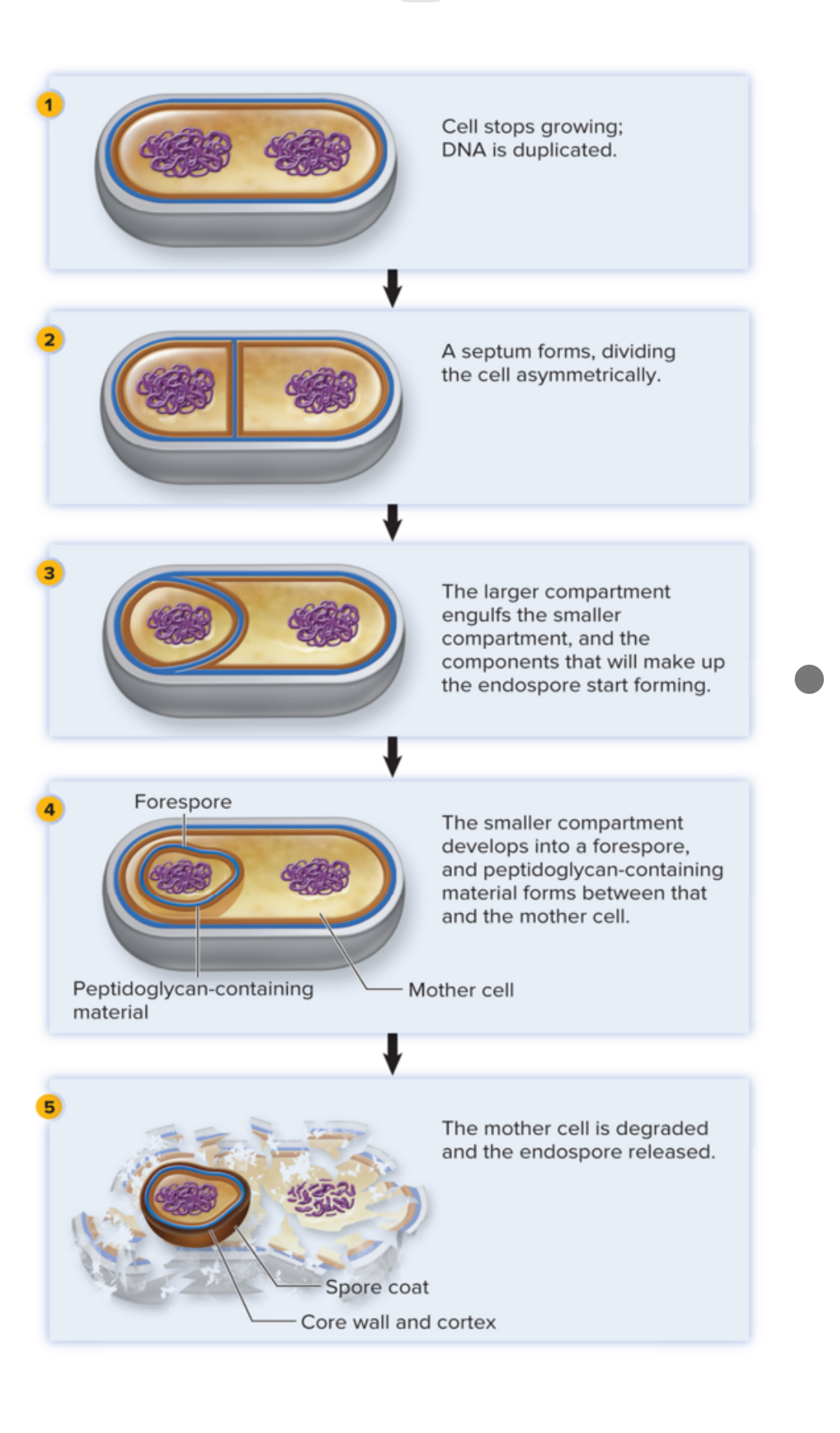 <ol><li><p>When it starts, the <strong>CELL STOPS GROWING AND DUPLICATES DNA</strong></p></li><li><p>Then a SEPTUM FORMS — this will<strong> DIVIDE THE CELL ASYMMETRICALLY</strong></p></li><li><p><strong>LARGER</strong> compartment (the “mother cell”) <strong>ENGUFS SMALL COMPARTMENT </strong>which <strong>FORMS DOUBLE MEMBRANE </strong>(they each have their own roles in creating endospore)</p></li><li><p>The <strong>SMALL compartment BECOMES A FORE-SPORE</strong> (which becomes the <em><u>core of the endospore</u></em>) </p></li><li><p><strong>MOTHER CELL DEGRADES, ENDOSPORE IS RELEASED </strong></p></li></ol><p></p>