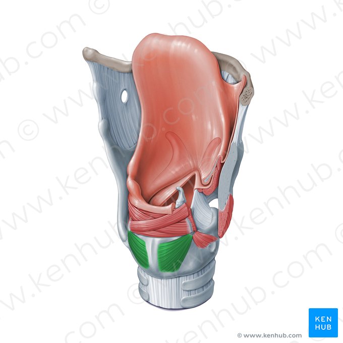 <p>Inferior to transverse artytenoid m.; F: ABduct vocal folds </p>