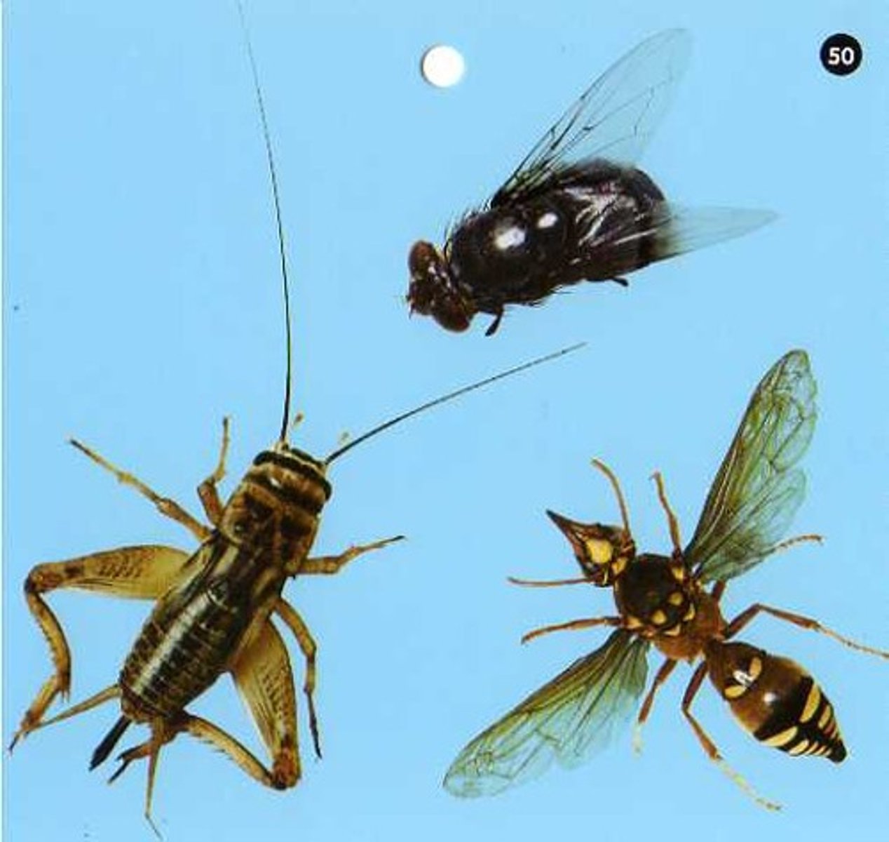 <p>a class of small arthropod animals that has three separate sections to their bodies: head, thorax, abdomen</p>