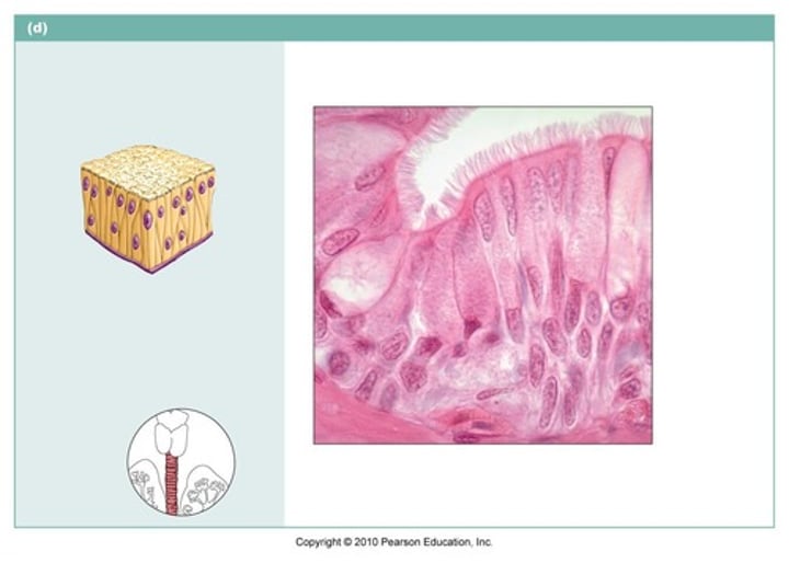 <p>name the type of epithelial tissue</p>