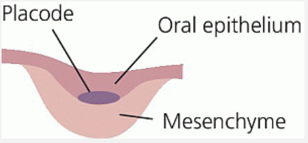 <p><strong><span style="font-family: Times New Roman, serif">The placode is a dense ectodermcell formation. </span></strong></p><p><strong><span style="font-family: Times New Roman, serif">The placode is where signaling for tooth development occurs. </span></strong></p><p><strong><span style="font-family: Times New Roman, serif">The placode lies inside the oral epithelium and above the mesenchyme.</span></strong></p>