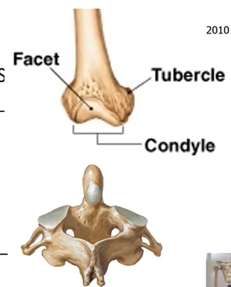 <p>Where the cartilage is found, that covers the surface of bones, providing protection to joints and facilitates movement.</p>