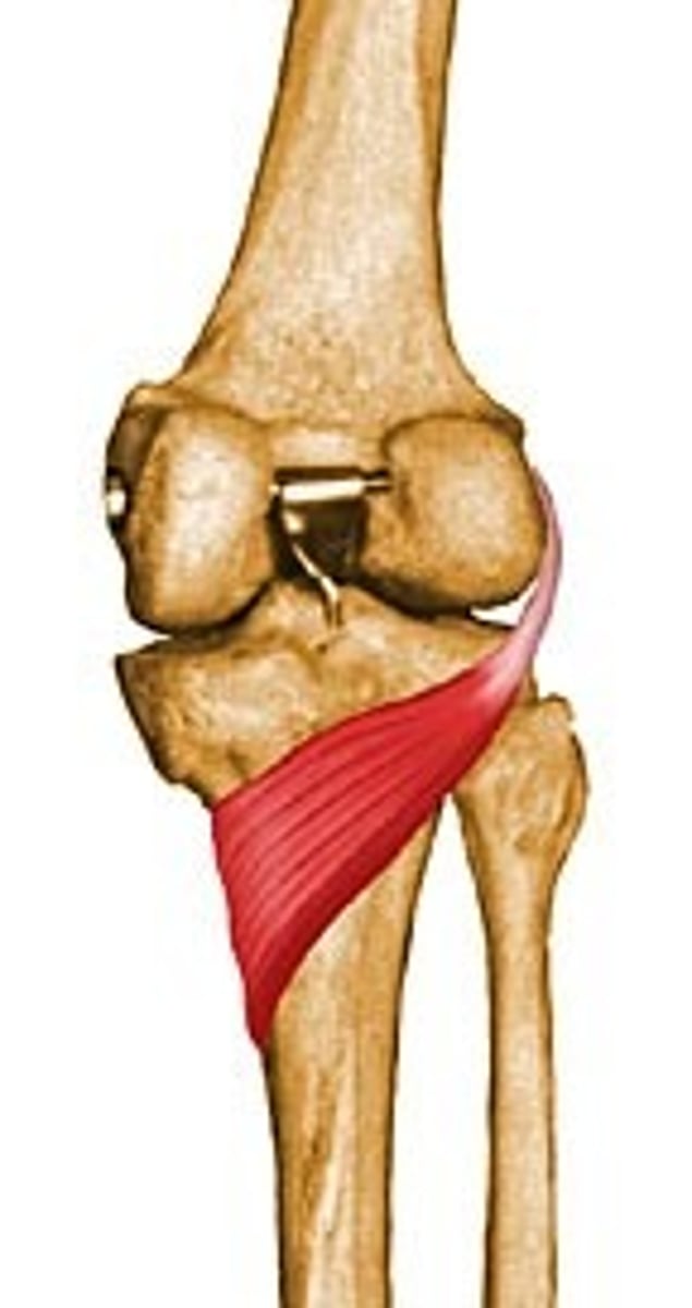 <p>Superior to soleal line of tibia</p>