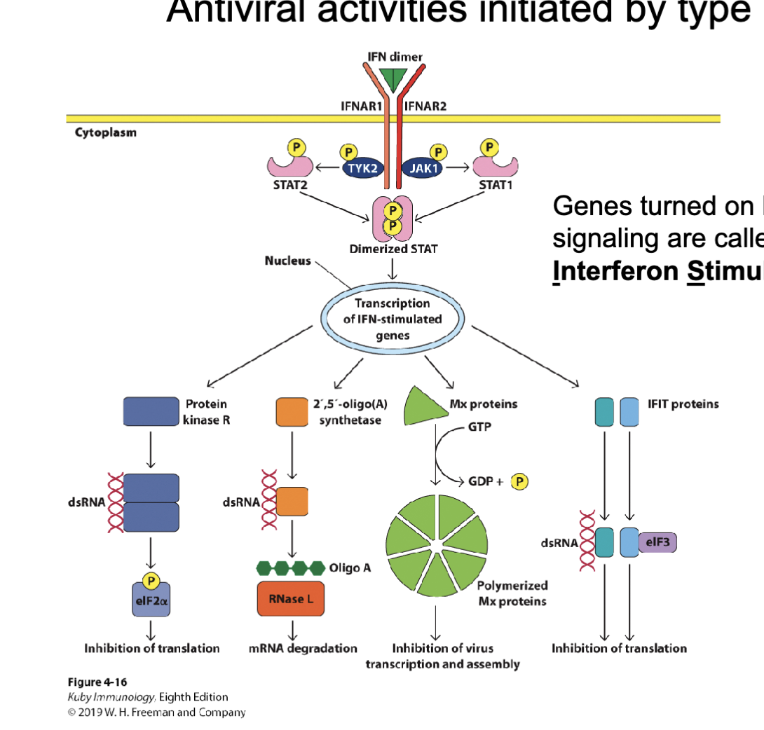 <p>IFNAR: interferon alpha receptor (1 and 2)</p><p>TYK2 & JAK1 are kinases and will phosphorylate the STAT which creates Dimerized STAT</p><p>=Transcription of IFN stimulated genes:</p><p>kinase R … turns of everything in the cell to stop the virus (good chance it kills the cell, epithelial cell so can be renewed not that big a deal if it dies) ,</p><p>2,5’-oligo(A) synthetase which makes Oligo A which will bind RNase L and it will degrade all the RNA in the cell (makes sure to get viral RNA)</p><p>Mx protein inhibition of virus transcription and assembly</p><p>IFIT protein can recruit and bind elongation factor 3 (stop it from participating in translation) = global inhibition of translation</p><p></p><p><span>These products generally inhibit transcription and translation of all genes in the cell; this prevents viral genes from being used</span></p>