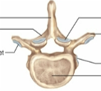 <p>what vertebrae is this</p>