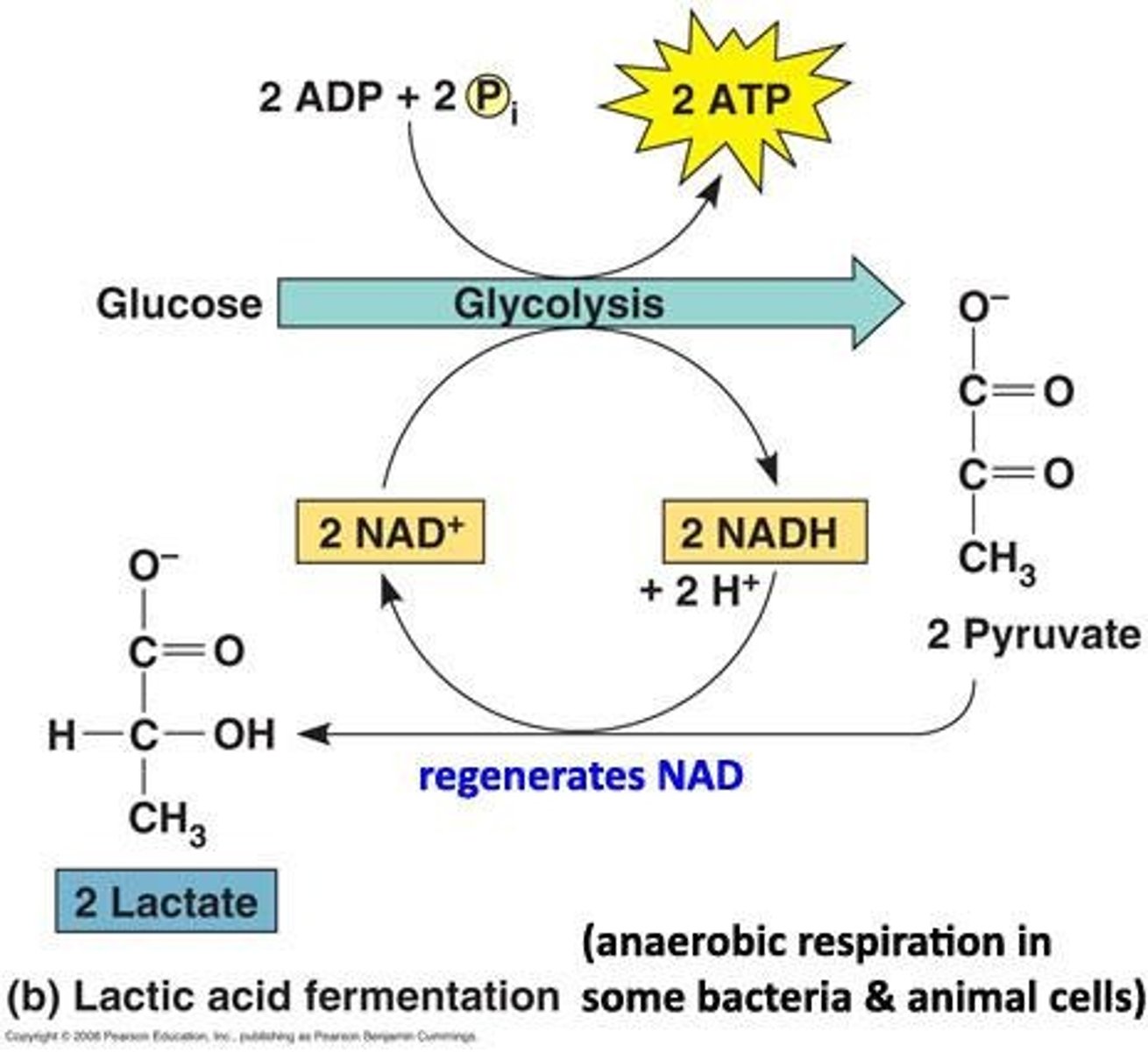 <p>Also known as the Lactic Acid System or Glycolysis, it occurs in the cytoplasm and generates lactate.</p>