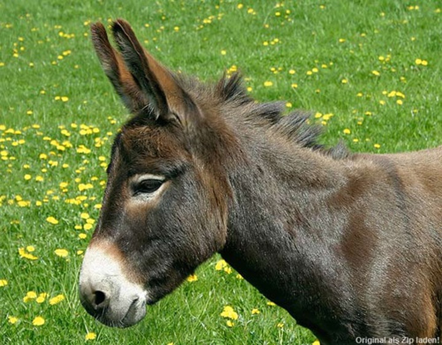 <p>donkey</p>