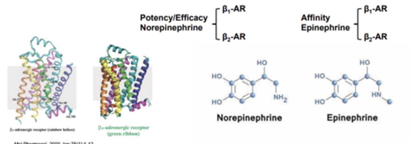 <p>- B1-adrenergic receptors (norepinephrine targets)</p><p>- B2-adrenergic receptors (epinephrine targets for bronchodilation)</p>