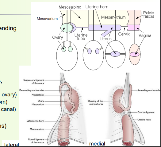 <p>» Broad ligament = folds of peritoneum, suspending tract from dorsal body wall</p><p>• Ovary (mesovarium)</p><p>• Uterine tube (mesosalpinx)</p><p>• Uterine horns and uterus (mesometrium)</p><p>• Cervix</p><p></p><p>» Broad ligament also encloses blood vessels, nerves and some other ligaments</p><p>• Suspensory ligament of the ovary (last rib to ovary)</p><p>• Ovarian/proper ligament (ovary to uterine horn)</p><p>• Round ligament of uterus (uterus to inguinal canal)</p><p></p><p>» Intercornual ligament (connects uterine horns)</p><p>• Well developed in ruminants</p>