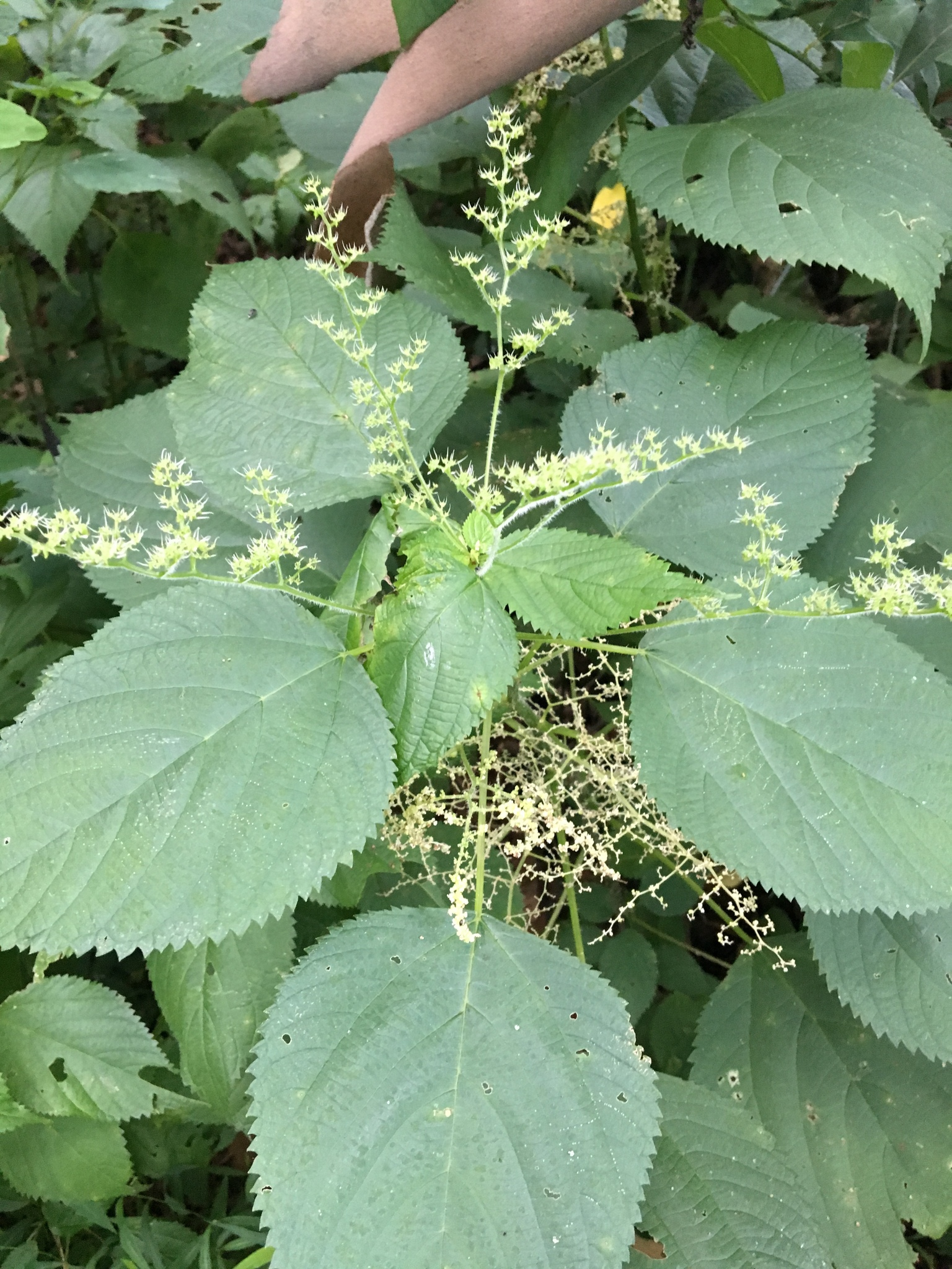 Wood nettle:

Large, toothed flowers, fine silica hairs, white/green female flowers on the very top of the plant with lacy white male flowers handing down beneath