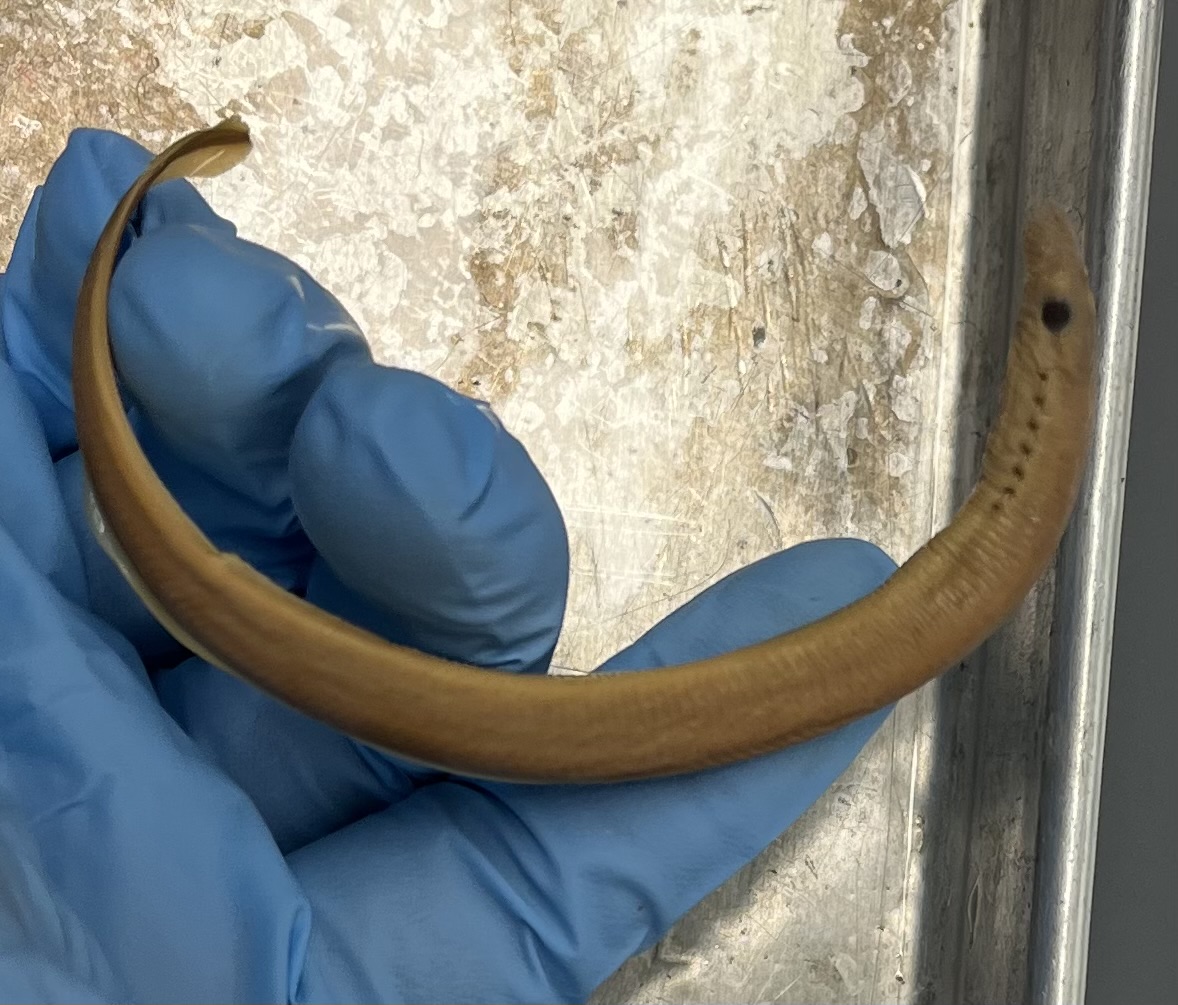 <p>2 dorsal fins</p><p>Few large teeth</p><p>Mouth folds over</p><p>Smaller</p>