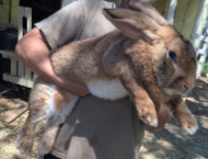 <p>RABBITS (Oryctolagus cuniculus)</p><p>Strain</p><p>Colour</p><p>Characteristics</p>