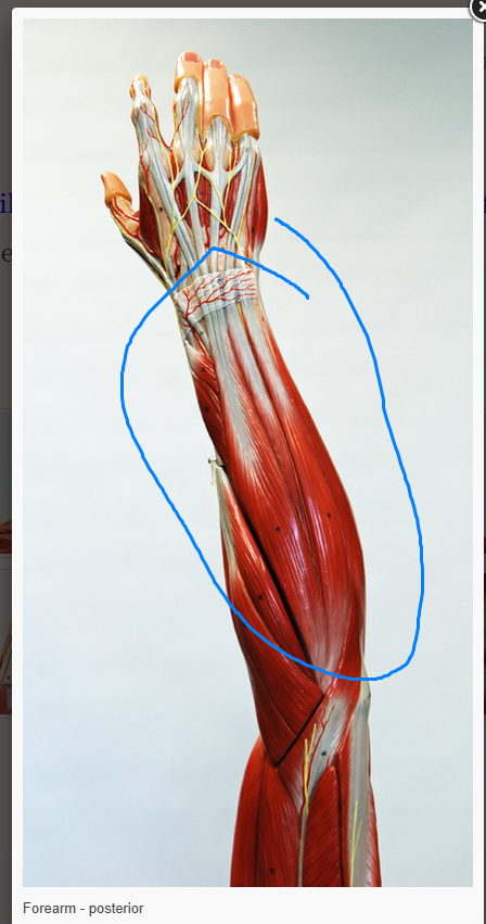 <p>What is the name of the muscled circled </p>