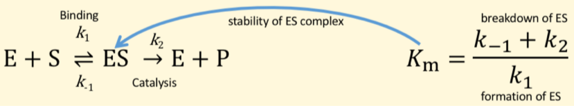<p>Km = substrate concentration at ½ Vmax (high Km = low affinity for S, low Km = high affinity for S)</p><p>K1 = association rate constant</p><p>K2 =dissociation rate constant</p><p>K3 = catalytic rate constant</p>